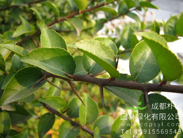 蒙古栎图片大全，丛生蒙古栎图片欣赏