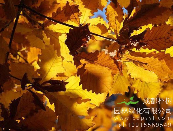 蒙古栎种子多少时间能出芽？