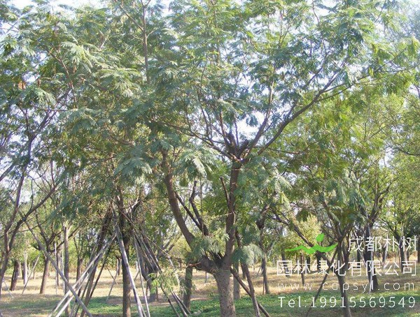 蒙古栎叶子发黄怎么办？