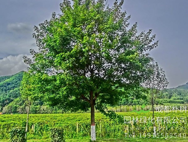 蒙古栎图片大全，丛生蒙古栎图片欣赏