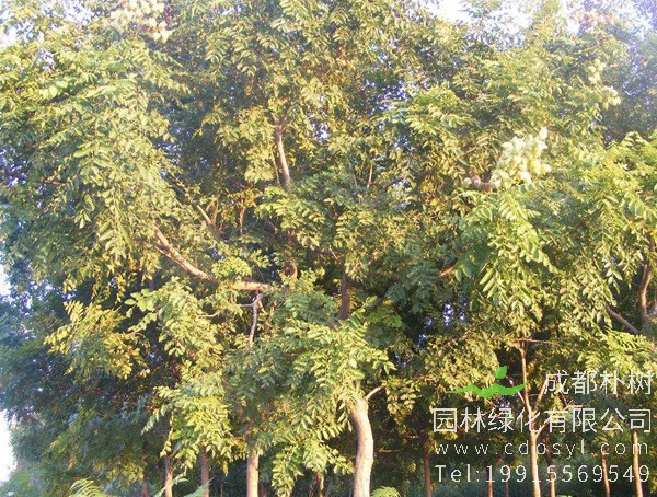 蒙古栎的种植前景如何？