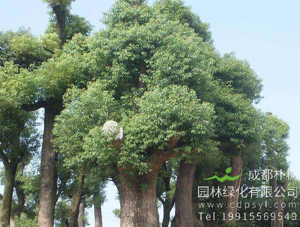 蒙古栎的作用与功效，蒙古栎的果实能不能吃？