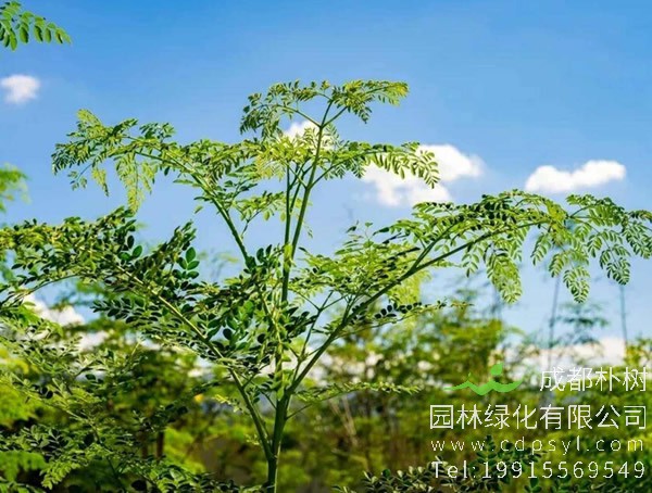 辣木价格-图片-形态特征-生长环境-分布范围以及主要价值