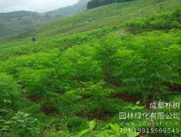 辣木的繁殖方法、栽培技术以及病虫防治介绍