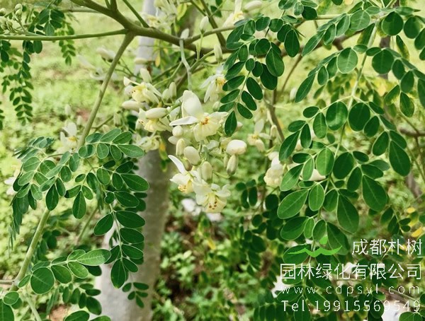 辣木是什么食品？