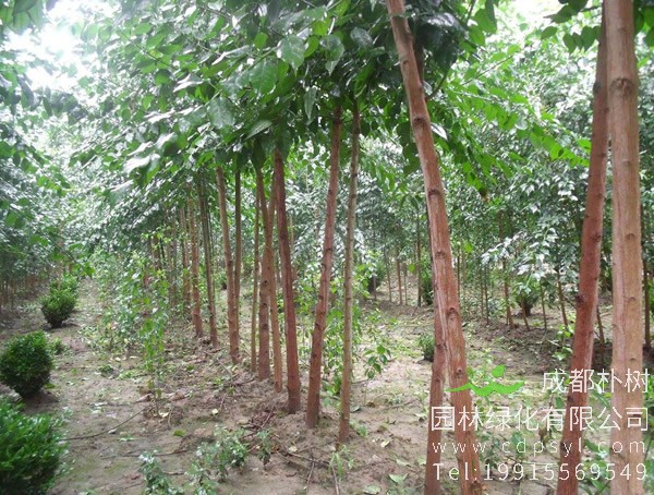 辣木的繁殖方法、栽培技术以及病虫防治介绍