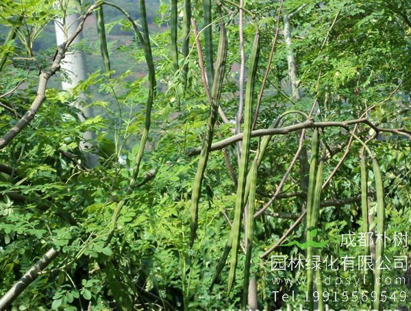 辣木图片欣赏，辣木是什么植物的图片，辣木花图片大全