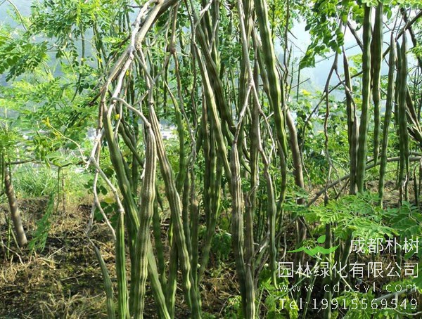 辣木种植技术要求有哪些，辣木种植方法有哪些？