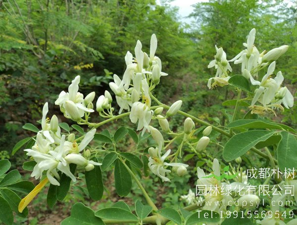 辣木树种植在几月份？