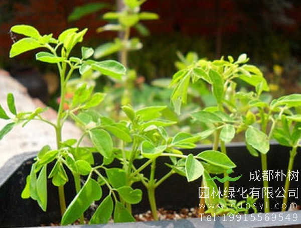 辣木树每亩可种植多少棵？