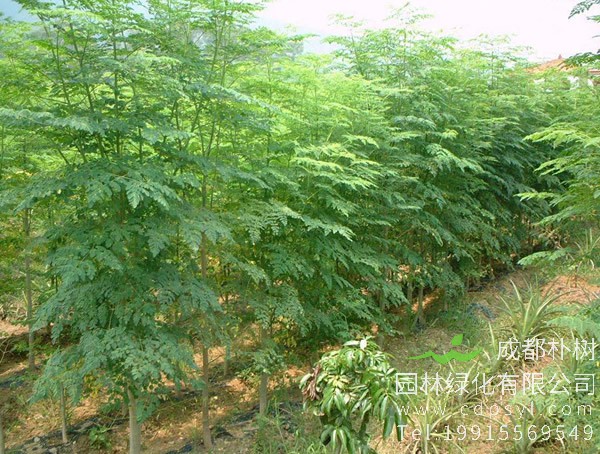 中国哪些地方已经开始种植辣木了？