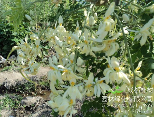 辣木花的功效及作用有哪些？