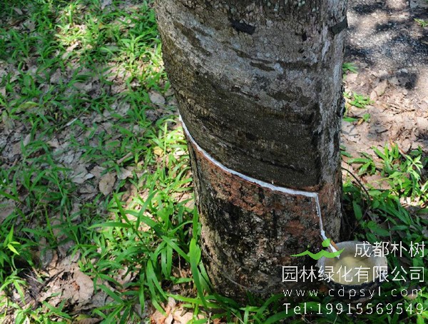 橡胶树图片大全，西双版纳的橡胶树图片，海南橡胶树图片