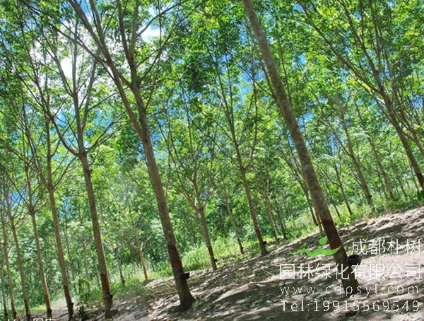 橡胶树图片大全，西双版纳的橡胶树图片，海南橡胶树图片