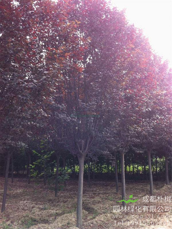 25公分红叶李价格9200元-精品红叶李降价-火热销售中