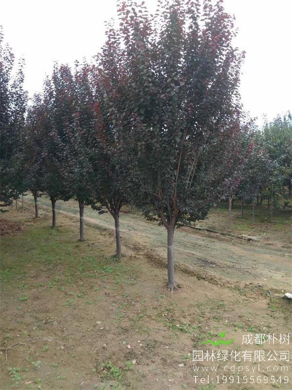 16公分红叶李价格4800元-精品红叶李大量供应-低价出售