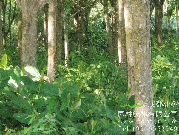 橡胶树图片大全，西双版纳的橡胶树图片，海南橡胶树图片