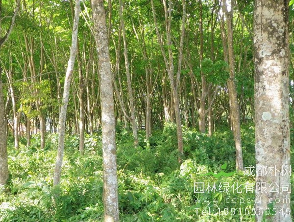 橡胶树图片大全，西双版纳的橡胶树图片，海南橡胶树图片