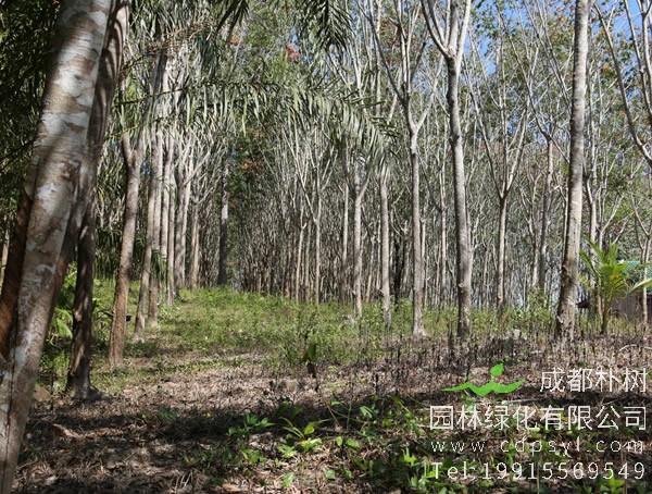 橡胶树的作用有哪些？橡胶树的汁液用途是什么？