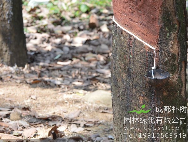 橡胶树图片大全，西双版纳的橡胶树图片，海南橡胶树图片
