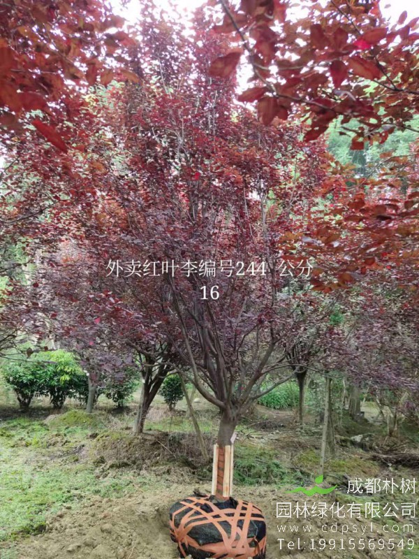 16公分红叶李价格4800元-精品红叶李大量供应-低价出售