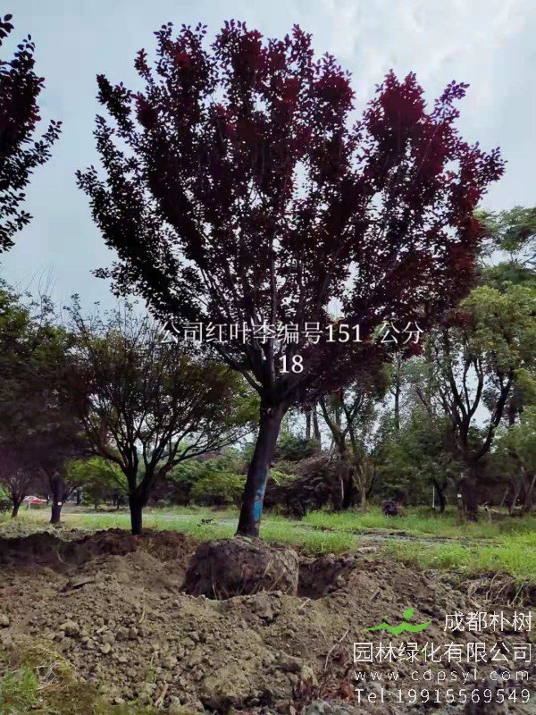 18公分最新红叶李价格5600元-红叶李便宜好货正在热销-现挖现卖