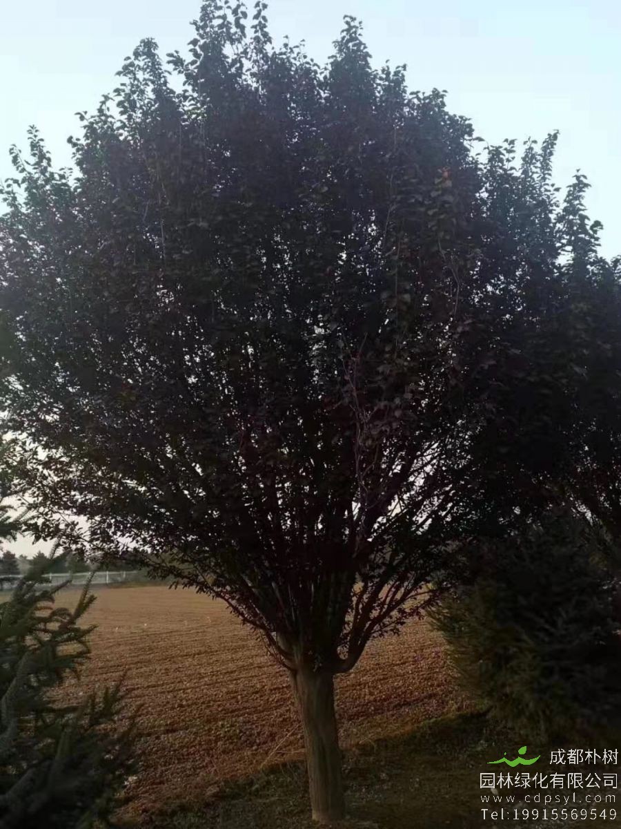 20公分红叶李价格6500元-精品红叶李产地报价-一手货源-价低质优