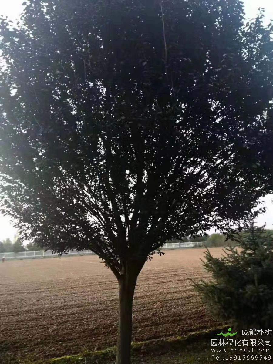 20公分红叶李价格6500元-精品红叶李产地报价-一手货源-价低质优