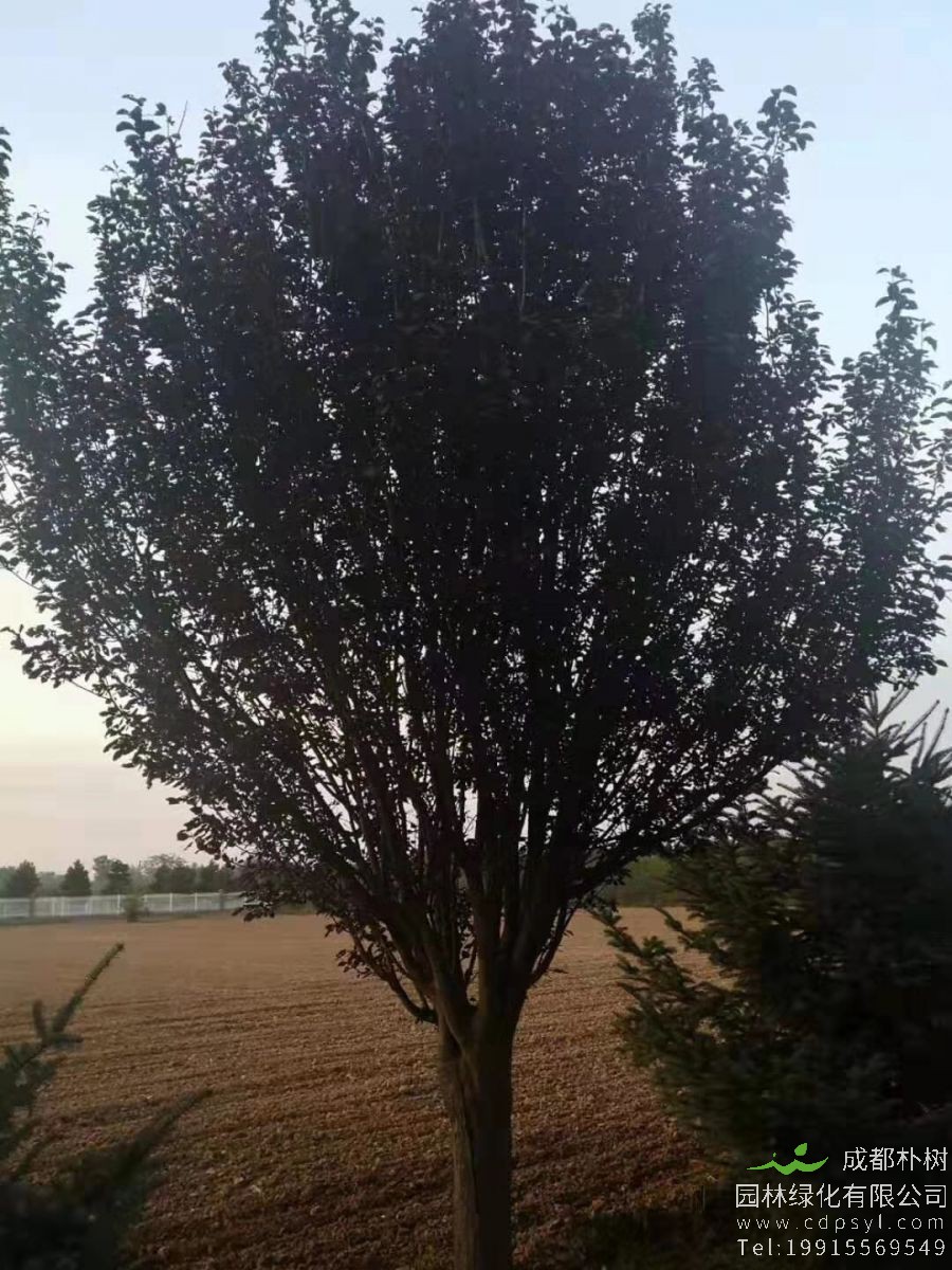 15公分红叶李价格2900元-红叶李市场价格-低价优惠出售中