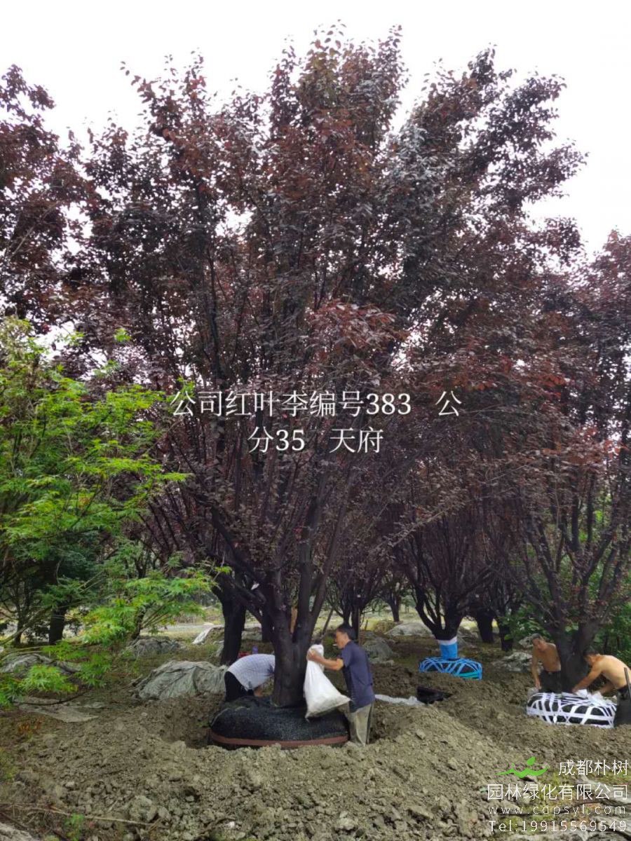 25公分红叶李价格9200元-精品红叶李降价-火热销售中