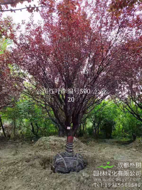 18公分最新红叶李价格5600元-红叶李便宜好货正在热销-现挖现卖