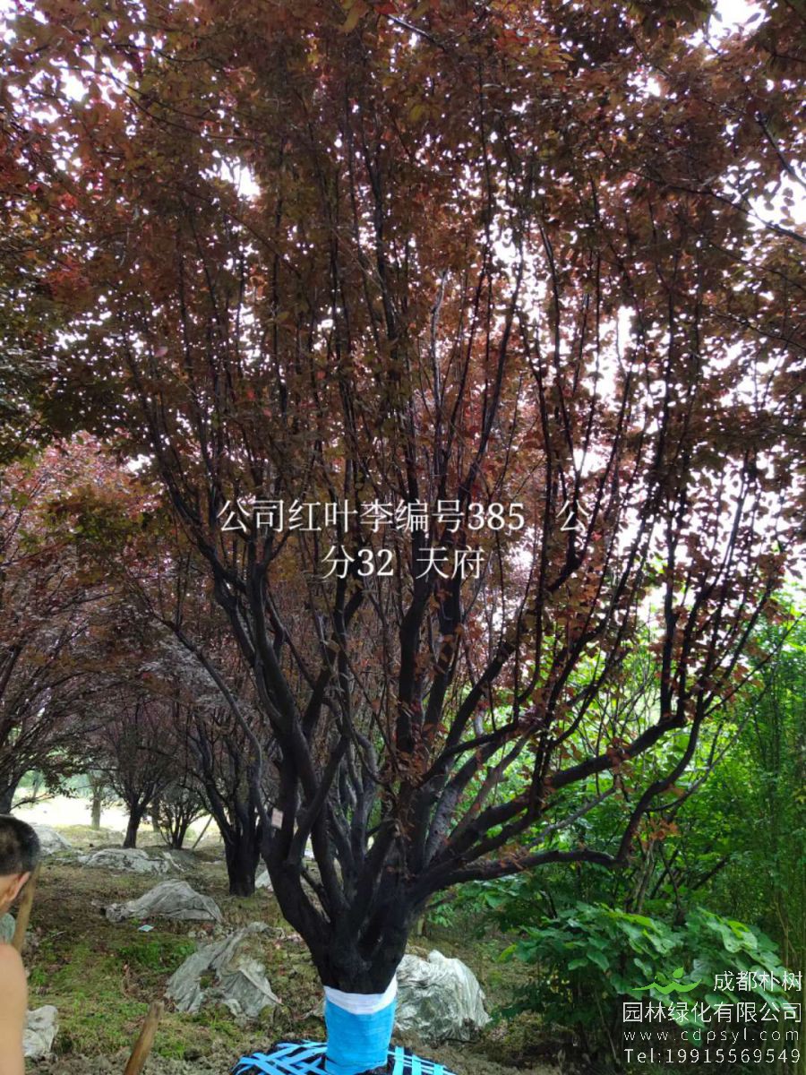 25公分红叶李价格9200元-精品红叶李降价-火热销售中