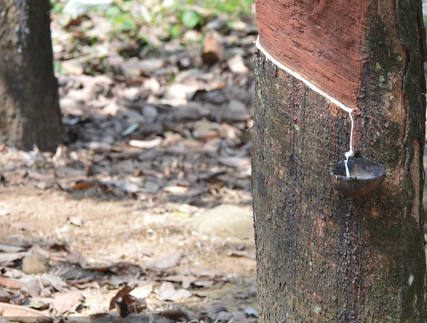 橡胶树图片大全，西双版纳的橡胶树图片，海南橡胶树图片