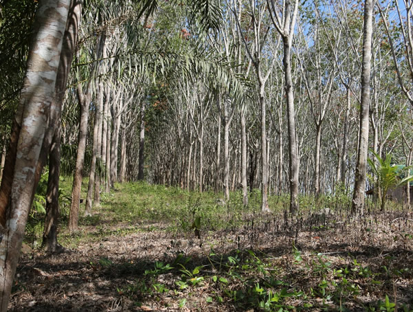 橡胶树的作用有哪些？橡胶树的汁液用途是什么？