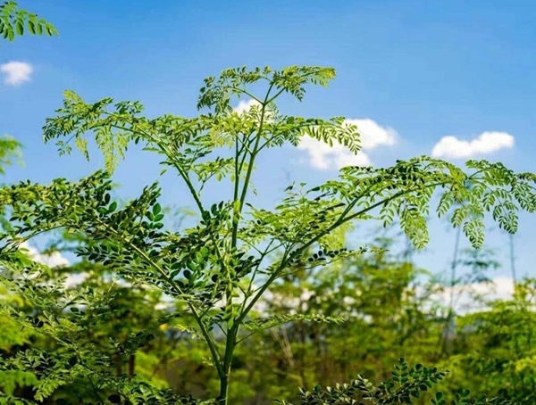 辣木价格-图片-形态特征-生长环境-分布范围以及主要价值