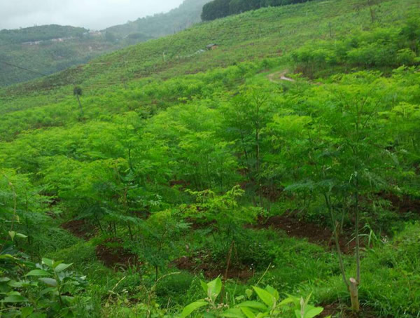 辣木的繁殖方法、栽培技术以及病虫防治介绍