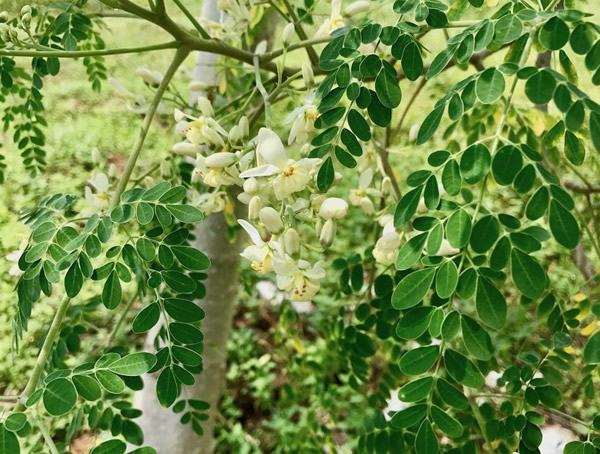 辣木是什么食品？