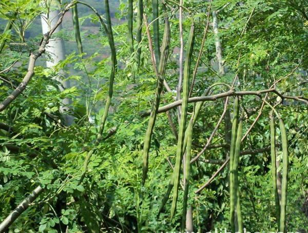 辣木叶可以吃吗？辣木叶的功效及作用有哪些？