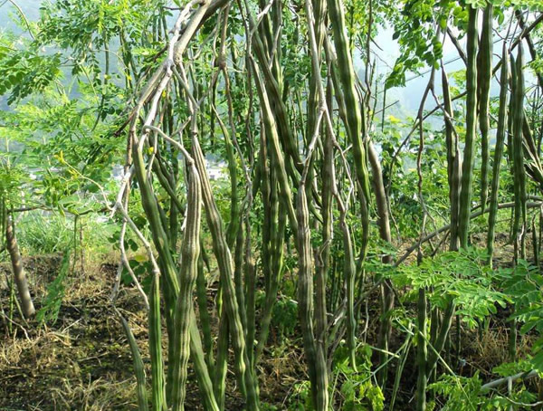 辣木种植技术要求有哪些，辣木种植方法有哪些？