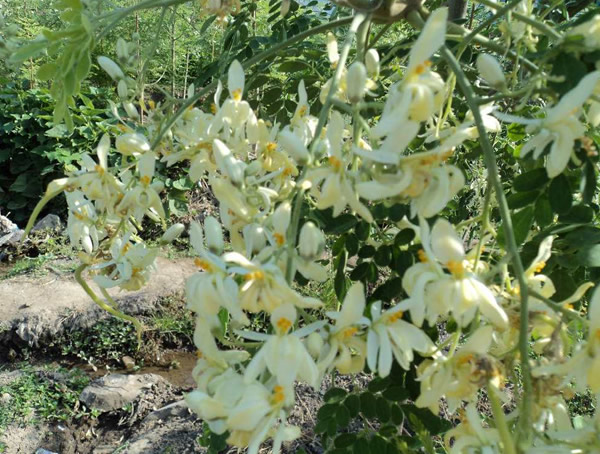 辣木花的功效及作用有哪些？