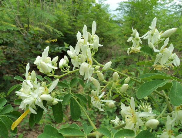 辣木树种植在几月份？