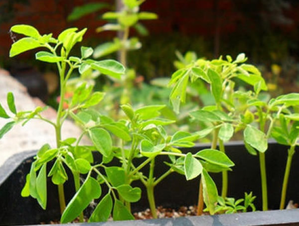 辣木树每亩可种植多少棵？