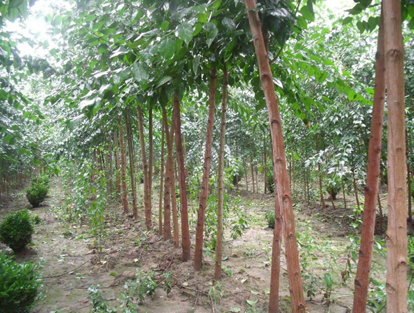 辣木图片欣赏，辣木是什么植物的图片，辣木花图片大全