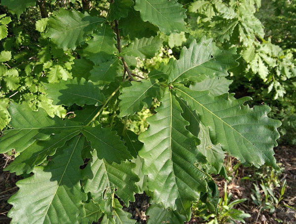 蒙古栎的栽培技术有哪些？