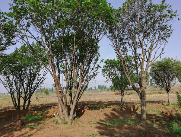 蒙古栎怎么读？