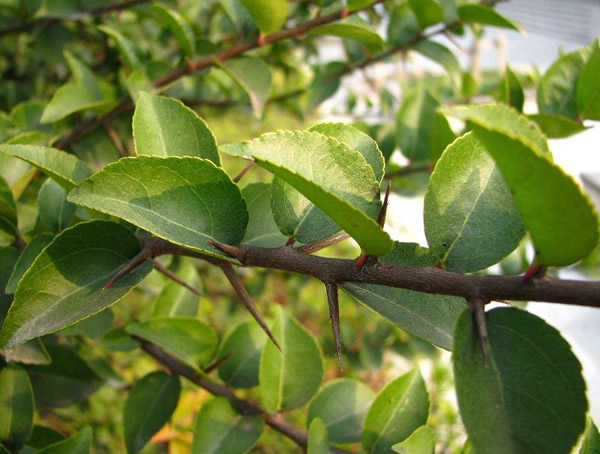 蒙古栎与辽东栎的区别有哪些？