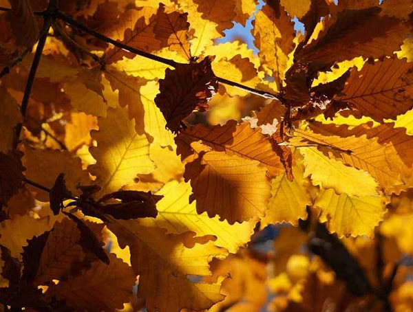 蒙古栎种子多少时间能出芽？