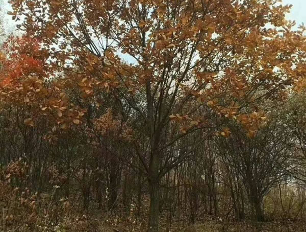 蒙古栎的生长习性有哪些？