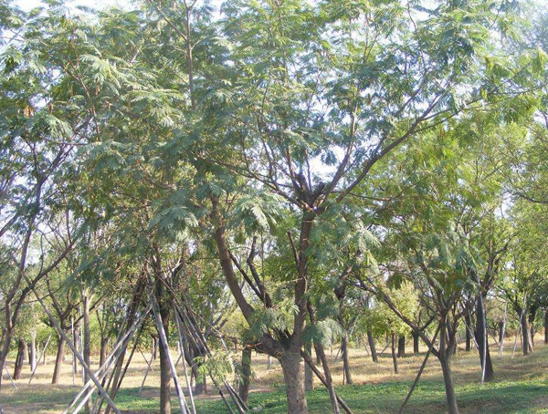 蒙古栎叶子发黄怎么办？