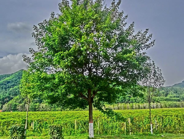 蒙古栎什么时候落叶？